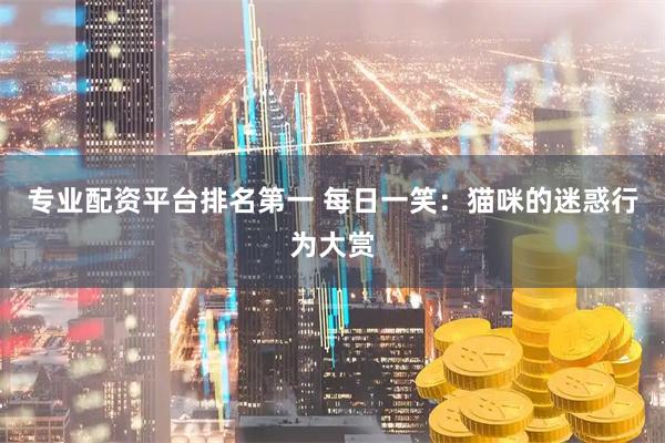 专业配资平台排名第一 每日一笑：猫咪的迷惑行为大赏