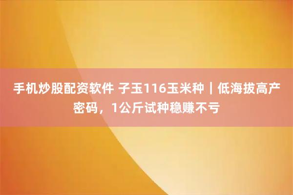 手机炒股配资软件 子玉116玉米种｜低海拔高产密码，1公斤试种稳赚不亏
